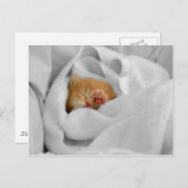 ギズモ ポストカード (正面/裏面)