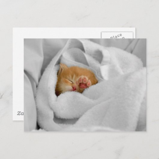 ギズモ ポストカード (正面/裏面)