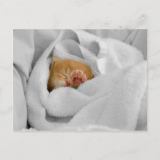 ギズモ ポストカード