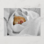 ギズモ ポストカード (正面)