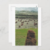 ギドおよびバッファロー- インビテーションポストカード (正面/裏面)