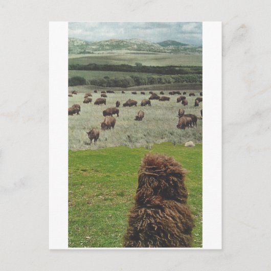 ギドおよびバッファロー- インビテーションポストカード (正面)