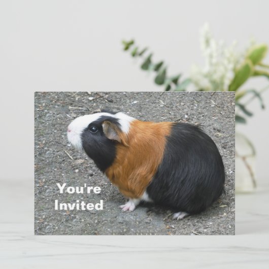 ギニアピグフォト誕生日 招待状 (スタンド正面)