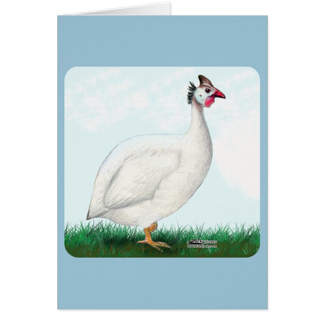 ギニアホワイト (正面)