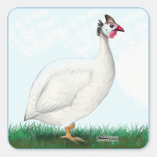 ギニアホワイト スクエアシール (正面)