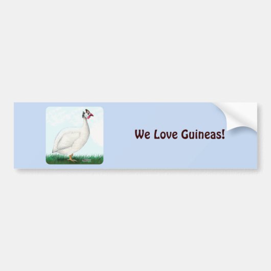 ギニアホワイト バンパーステッカー (正面)