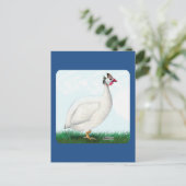 ギニアホワイト ポストカード (スタンド正面)