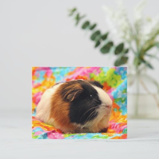 ギニア素晴らし豚はがき ポストカード (スタンド正面)