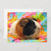 ギニア素晴らし豚はがき ポストカード (正面/裏面)