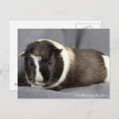 ギニア素晴らし豚はがき ポストカード (正面/裏面)