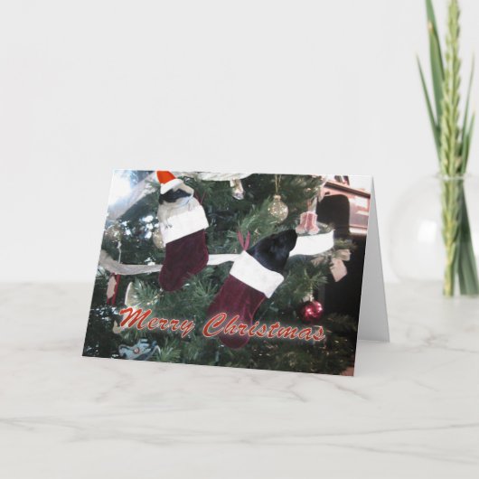 ギニア豚のクリスマス シーズンカード (正面)