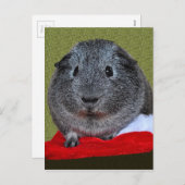 ギニア豚のクリスマス シーズンポストカード (正面/裏面)