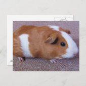 ギニア豚のポストカード ポストカード (正面/裏面)