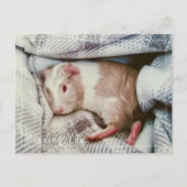 ギニア豚恋しく思のYouポストカード編集可能 ポストカード (正面)