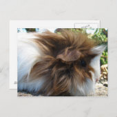 ギニア豚 ポストカード (正面/裏面)