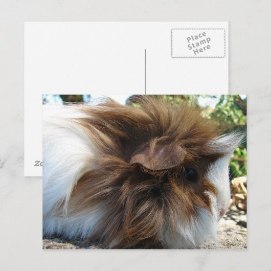 ギニア豚 ポストカード (正面/裏面)