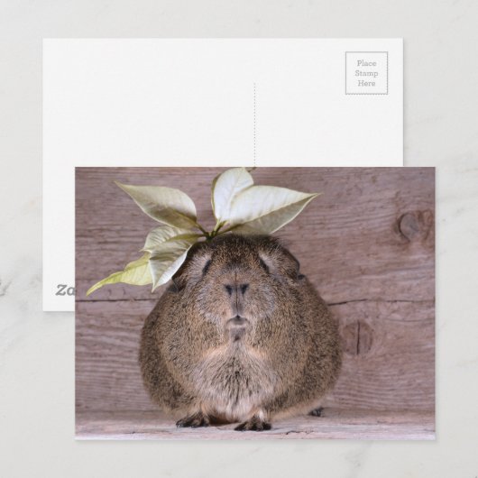 ギニア豚 ポストカード (正面/裏面)