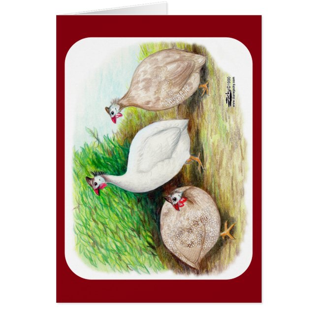 ギニア鳥 (正面)