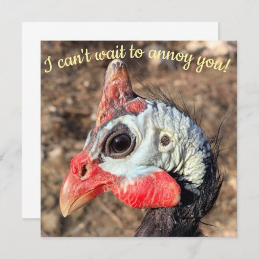 ギニア鳥 (正面/裏面)