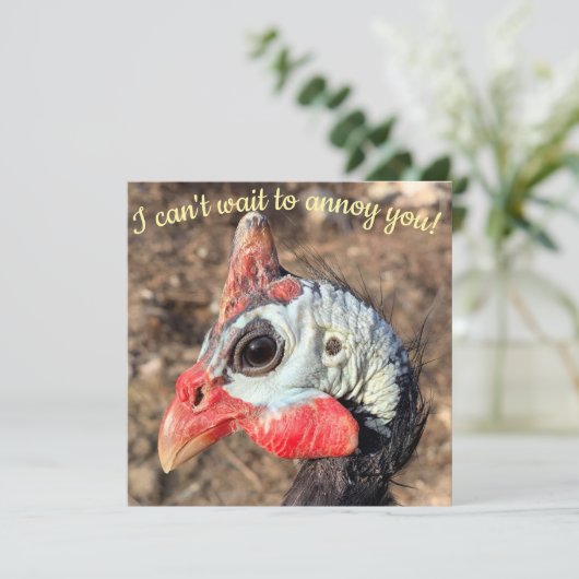 ギニア鳥 (スタンド正面)