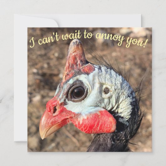 ギニア鳥 (正面)