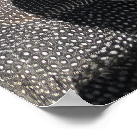 ギニア鳥 ポスター (角)