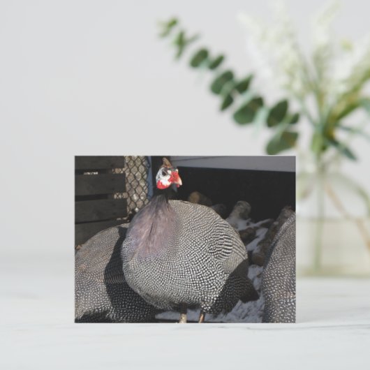 ギニア鳥 ポストカード (スタンド正面)