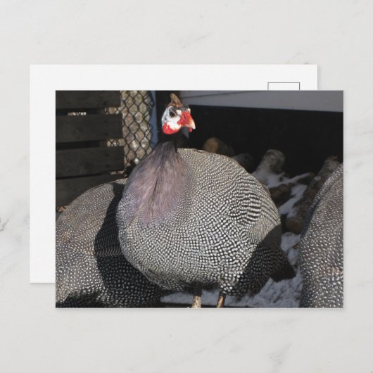 ギニア鳥 ポストカード (正面/裏面)