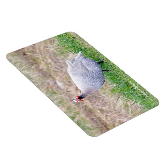 ギニア鳥 マグネット (右側)