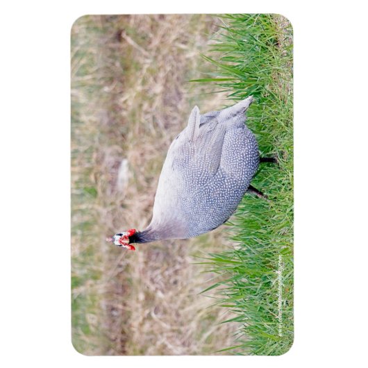 ギニア鳥 マグネット (縦)