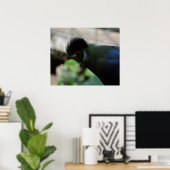 ギニア・トゥラコのポスター ポスター (ホームオフィス)