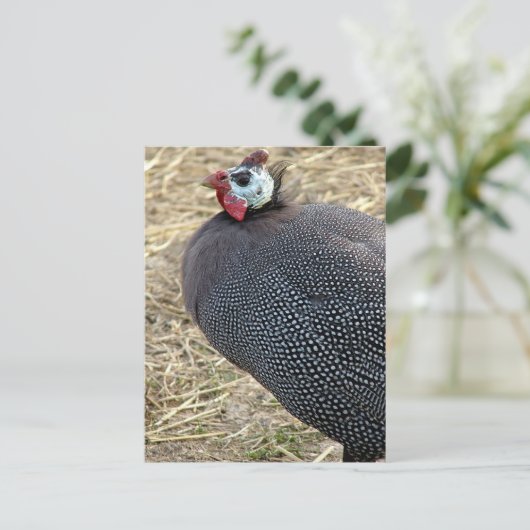 ギニア ポストカード (スタンド正面)