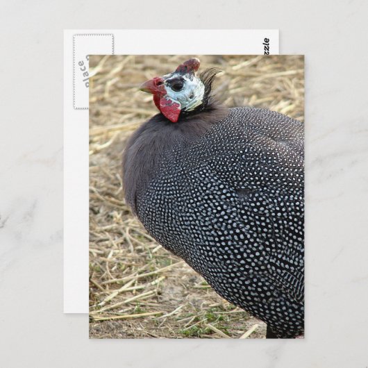 ギニア ポストカード (正面/裏面)