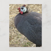 ギニア ポストカード (正面)