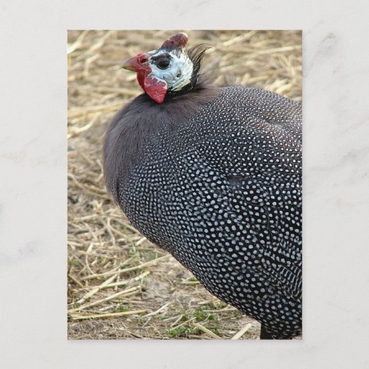 ギニア ポストカード (正面)