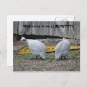 ギニーどっちへ行くか ポストカード (正面/裏面)