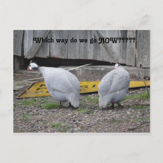 ギニーどっちへ行くか ポストカード (正面)