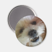 ギニーポップ・アートの磁石 マグネット (正面/裏面)