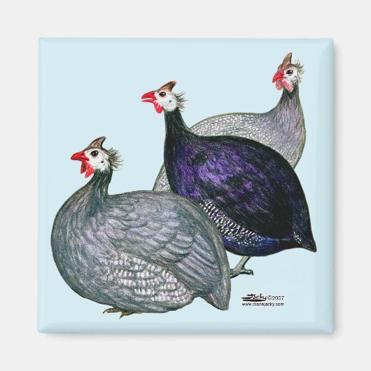 ギニー三 マグネット (正面)