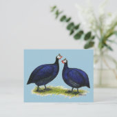 ギニー王室の紫色ペア ポストカード (スタンド正面)