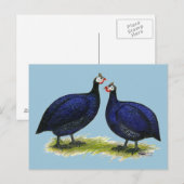 ギニー王室の紫色ペア ポストカード (正面/裏面)