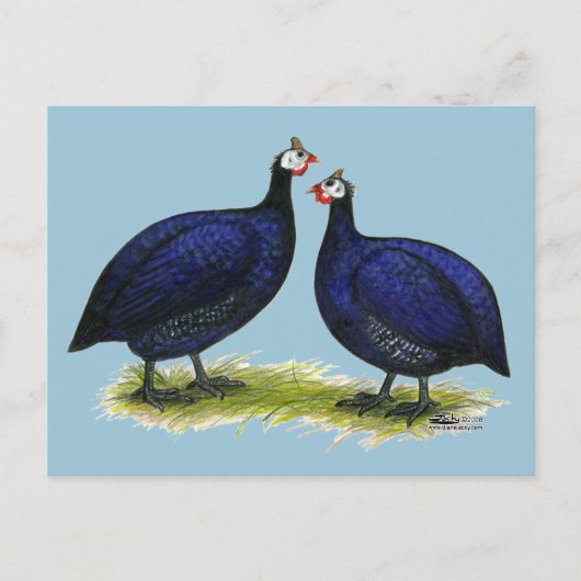 ギニー王室の紫色ペア ポストカード (正面)