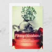 ギフトフランスのボックスの爪先付きブルドッグパピー シーズンカード (正面/裏面)