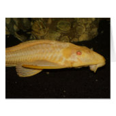 ギフトペリヒシ (正面横)