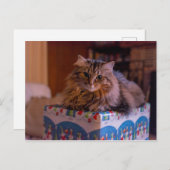 ギフトボックスに入ったマイクリスマス子猫 シーズンポストカード (正面/裏面)