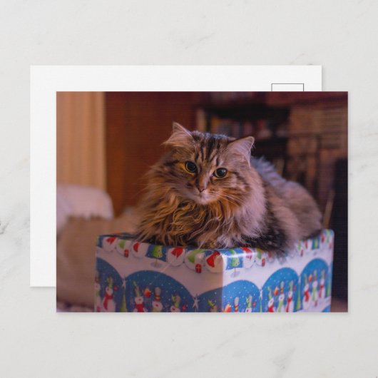 ギフトボックスに入ったマイクリスマス子猫 シーズンポストカード (正面/裏面)
