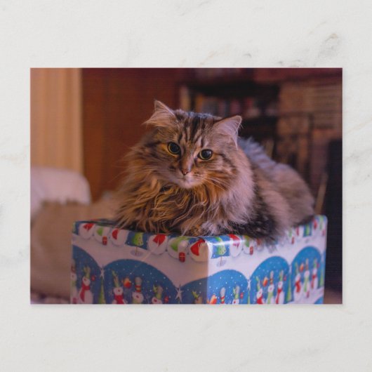 ギフトボックスに入ったマイクリスマス子猫 シーズンポストカード (正面)