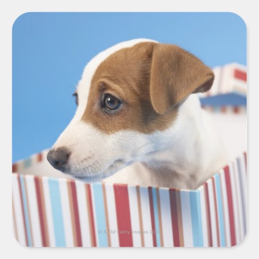 ギフトボックスに入った犬 スクエアシール (正面)