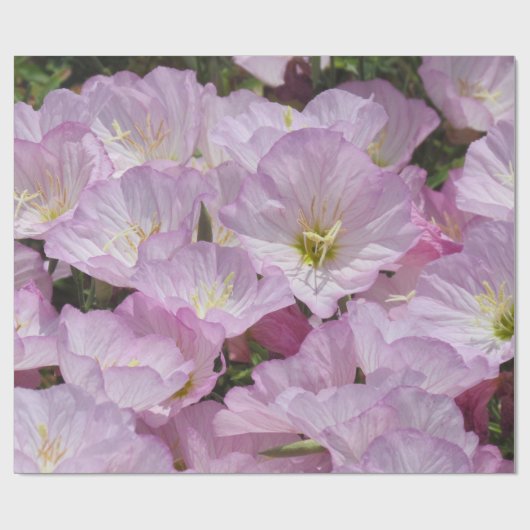 ギフトラップ – Primrose (フラット)