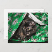 ギフト包まれた亀 ポストカード (正面/裏面)